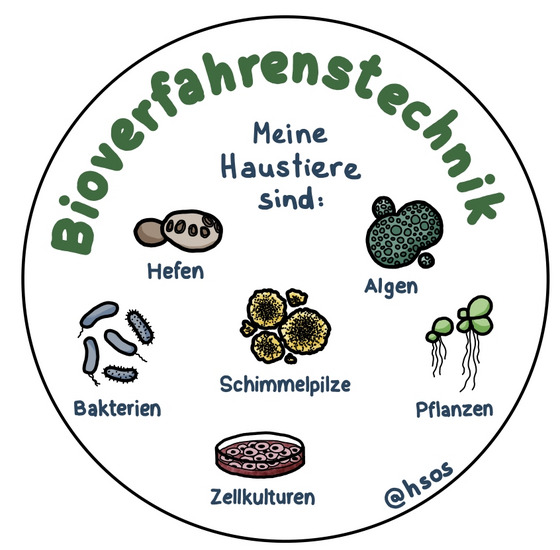 Bild über die "Haustiere" der Bioverfahrenstechniker*innen: Algen, Bakterien, Schimmelpilze, Hefen, Zellkulturen, Pflanzen usw.