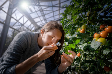 A person examing tomatoes in a greenhouse with a magnifying glass
