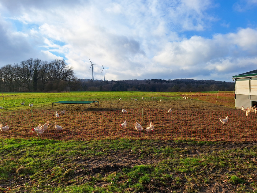 Hühner auf dem Feld