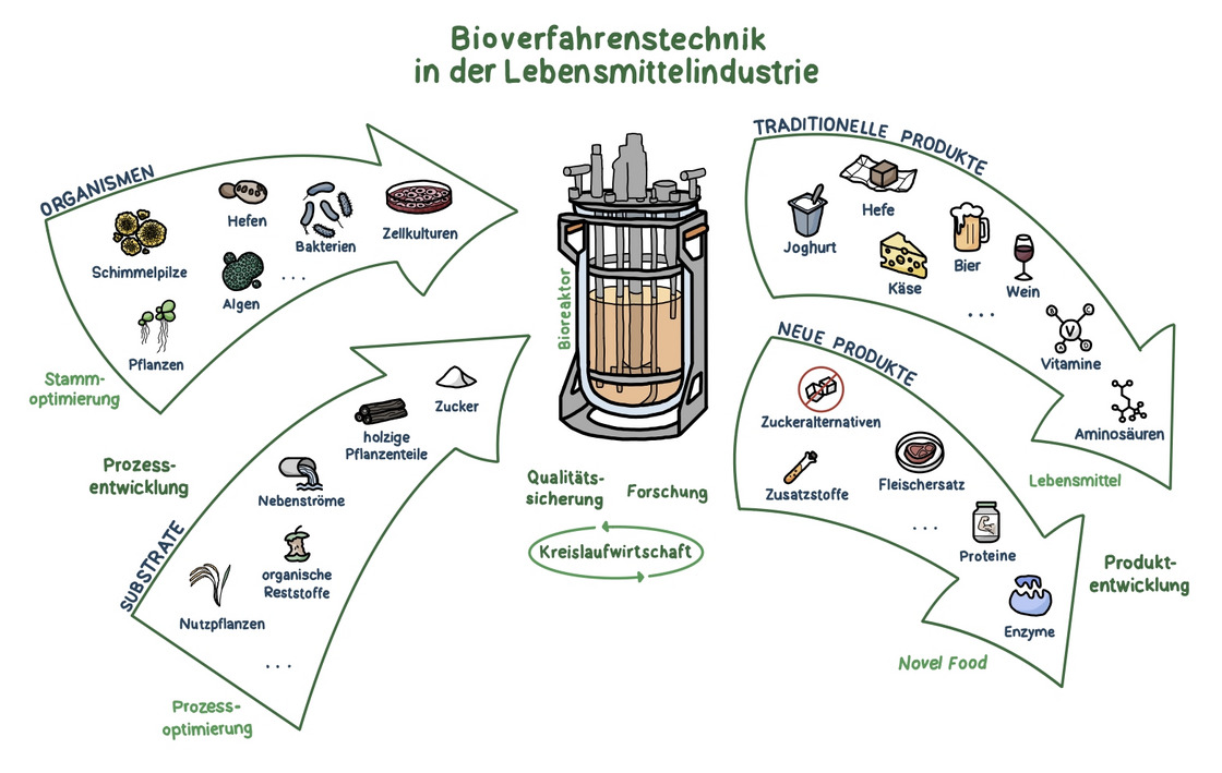 Schema zu möglichen Beschäftigungsfelder von Bioverfahrenstechniker*innen in der Lebensmittelindustrie